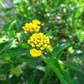 Lantana flowers - Yellow